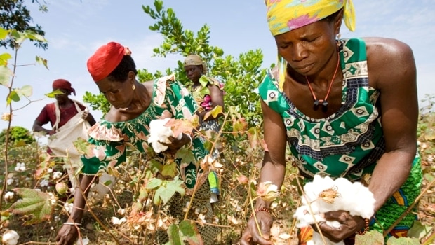 Cotton-4 : Une bouffée d'oxygène à l'or blanc ouest-africain ...