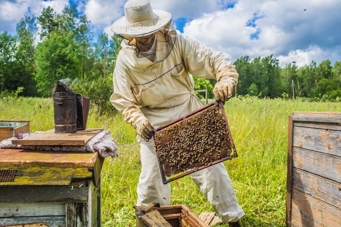 business plan apiculture maroc