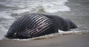 baleines échouées