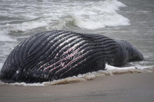 baleines échouées