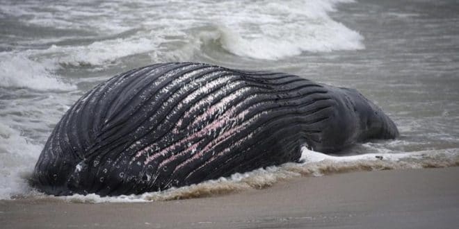 baleines échouées