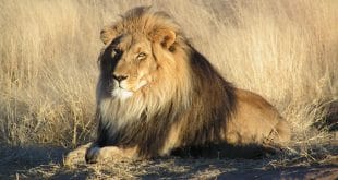 Lion Ouganda