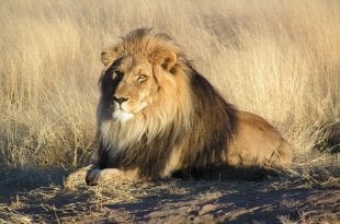 Lion Ouganda