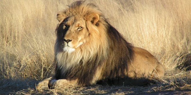 Lion Ouganda