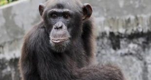 Singe Tanzanie